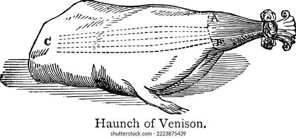 Haunch of Venison - Nineteenth century Victorian illustration of meat cut