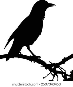 Haunting Crow, Raven – Spooky Halloween Crow silhouette