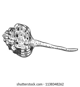 Haustellum is a species of sea snail shell, a marine gastropod mollusk in the family Muricidae. Sketch black contour isolated on white background. Vector