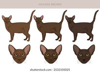 Havana Brown Cat clipart. All coat colors set.  All cat breeds characteristics infographic. Vector illustration