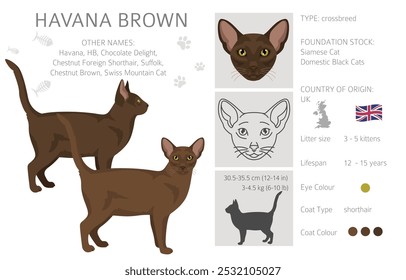 Havana Brown Cat clipart. All coat colors set.  All cat breeds characteristics infographic. Vector illustration