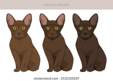 Havana Brown Cat clipart. All coat colors set.  All cat breeds characteristics infographic. Vector illustration