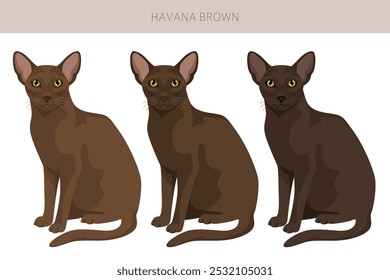 Havana Brown Cat clipart. All coat colors set.  All cat breeds characteristics infographic. Vector illustration