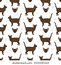 Havana Brown Cat seamless pattern. All coat colors set.  All cat breeds characteristics infographic. Vector illustration