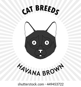 Havana brown, Isolated cat breed, Vector illustration