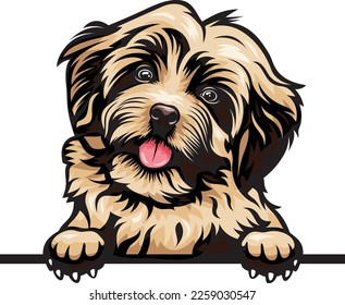 Havanese Color Peeking Dogs. Color image of a dogs head isolated on a white background. Dog portrait, Vector illustration