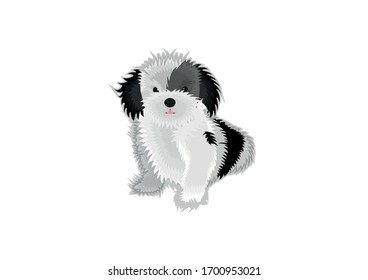 Havanese cute puppy illustration. White background. Cute baby animal. - Vector