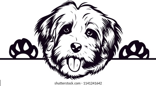 Havanese dog breed pet 