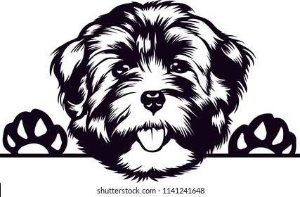 Havanese Dog Breed Pet 