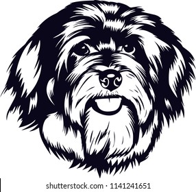 Havanese dog breed pet 