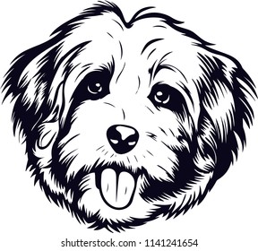 Havanese Dog Breed Pet 