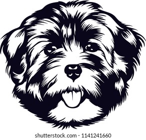 Havanese dog breed pet 