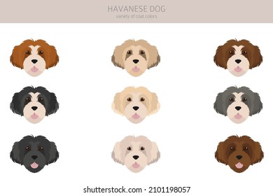 Havanese dog clipart. Different poses, coat colors set.  Vector illustration