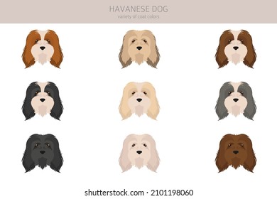 Havanese Hund Clipkunst. Unterschiedliche Posen, Farben für die Fellfarbe.  Vektorgrafik