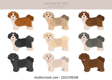 Havanese dog clipart. Different poses, coat colors set.  Vector illustration