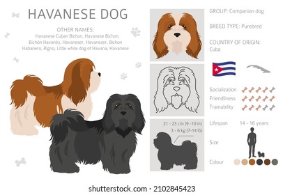 Havanese dog clipart. Different poses, coat colors set.  Vector illustration