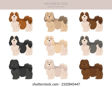 Havanese Dog Clipart. Different Poses, Coat Colors Set.  Vector Illustration