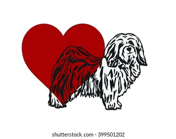 Havanese dog love heart