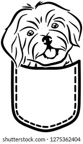 Havanese dog in a pocket