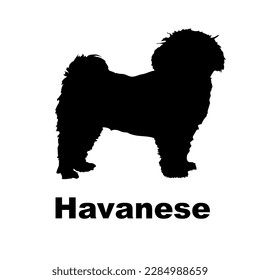 casta de perro de silueta de perro de havanese