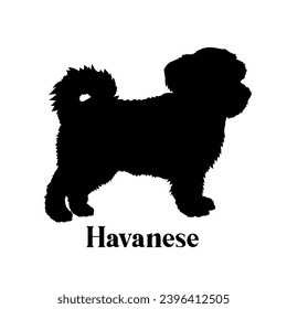 Havanese Dog silhouette dog breeds logo monogram face vector