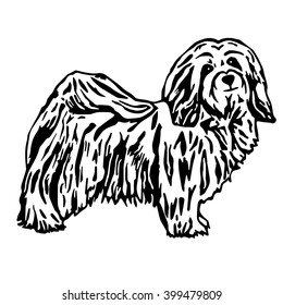 Havanese Dog Vector