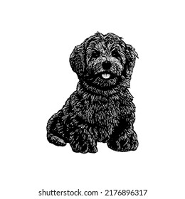 Havanese hand drawing vector illustration isolated on white background