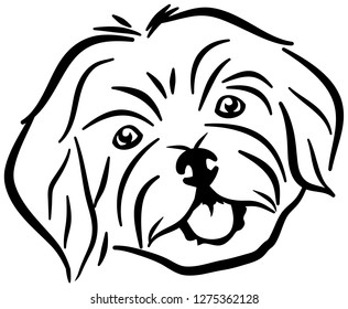 Havanese head black and white