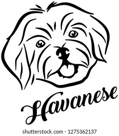 Havanese head name