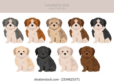 Havanese puppies clipart. Different poses, coat colors set.  Vector illustration