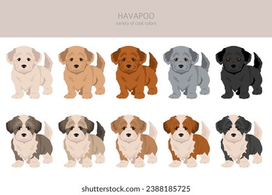 Havapoo clipart. Havanese Poodle mix. Different coat colors set.  Vector illustration