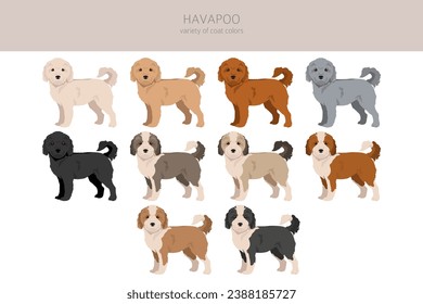 Havapoo clipart. Havanese Poodle mix. Different coat colors set.  Vector illustration