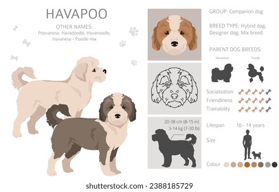 Havapoo clipart. Havanese Poodle mix. Different coat colors set.  Vector illustration