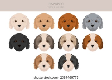 Havapoo clipart. Havanese Poodle mix. Different coat colors set.  Vector illustration