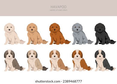 Havapoo clipart. Havanese Poodle mix. Different coat colors set.  Vector illustration