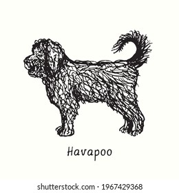  Havapoo (Poovanese, Havadoodle, or Island Mini Doodle) standing side view. Ink black and white doodle drawing in woodcut style.