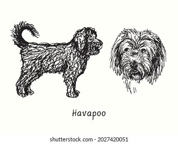 Havapoo (Poovanese, Havadoodle, or Island Mini Doodle) collection standing side view and head. Ink black and white doodle drawing in woodcut style.