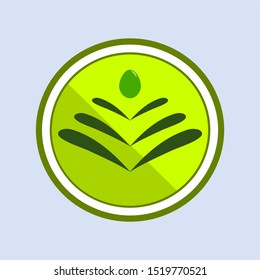 have an idea about olive leaf
