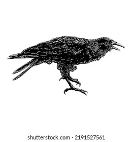 Hawaiian Crow hand drawing vector illustration isolated on white background