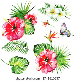 Hawaiian flowers, exotic plants, isolated on a white