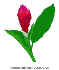 Hawaiian ginger plant, red flower with green leaves. painted in sketch style bright tropical ginger flower burgundy pink petals, black contour isolated on white. Floral tropical jungle. Green leaves