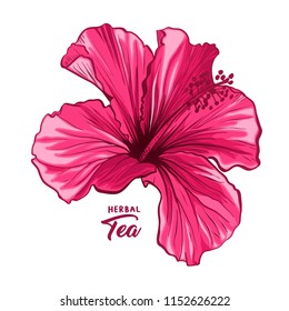 Hawaiian Hibiscus Fragrance Flower or Mallow Pink Chenese Rose. Flora and Isolated Botany Plant with Petals. Red Tropical Karkade or Bissap Herbal Tea, Crimson Flora. Blossom and Nature Theme.