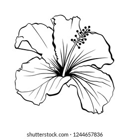 Hawaiian Hibiscus Laser Cut Vector. Fragrance Outline Flower. Mallow Chenese Rose. Black and White Flora. Isolated Botany Plant with Petals. Tropical Karkade or Bissap Herbal Tea, Crimson Blossom