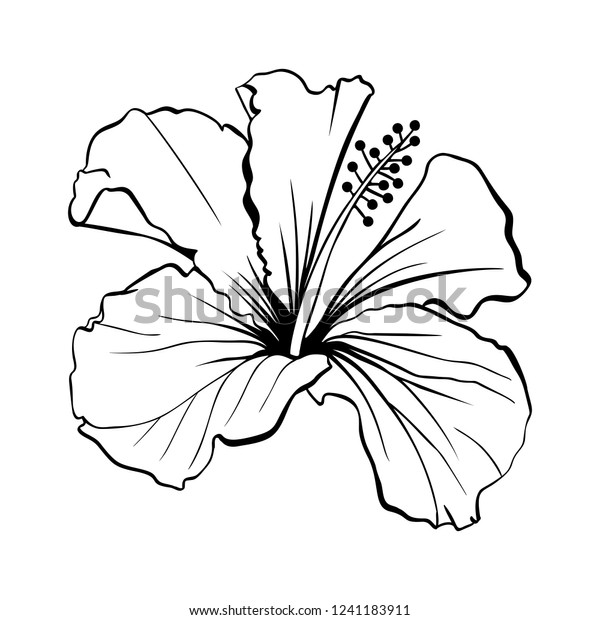 ハワイハイビスカス レーザーカットベクター画像 香りの輪郭の花 モロー シェニーズ ローズ 白黒植物花びらを持つ植物 熱帯のカルカードまたはビサップハーブティー 深紅の花 のベクター画像素材 ロイヤリティ フリー
