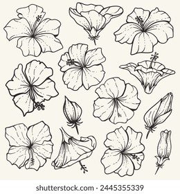 Hawaiian Hibiscus rosa-sinensis in minimalist line floral, hand drawn flower suitable for wedding invitation covers, beauty products, and backgrounds.