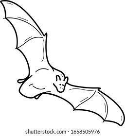 Hawaiian hoary bat. Land mammal. Vector outline icon.