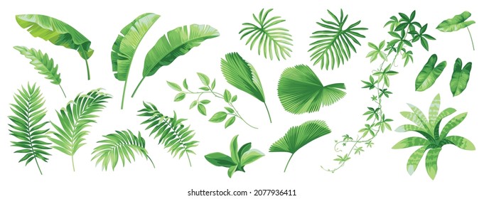 Hawaiian leaves set. Collection of exotic tropical plants: Chamaedorea, Banana palm, Kentia, Howea, Aechmea. Vector foliage elements isolated on a white background. Realistic botanical illustration. 