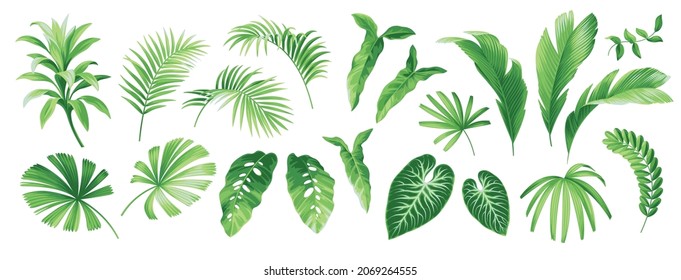 Hawaiian plants set. Collection of exotic tropical leaves: Rhopalostylis, Areca, Rhapis,  Chamaedorea, Licuala. Vector elements isolated on a white background. Realistic botanical illustration. 