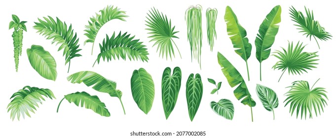 Hawaiian plants set. Collection of exotic tropical leaves: Mexican fun palm, Banana palm, Sabal, Amaranthus. Vector elements isolated on a white background. Realistic botanical illustration. 