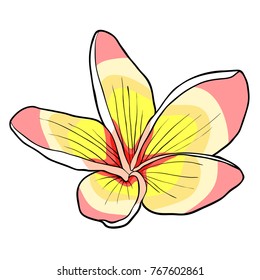 Hawaiian plumeria flower an exotic  vector illustration